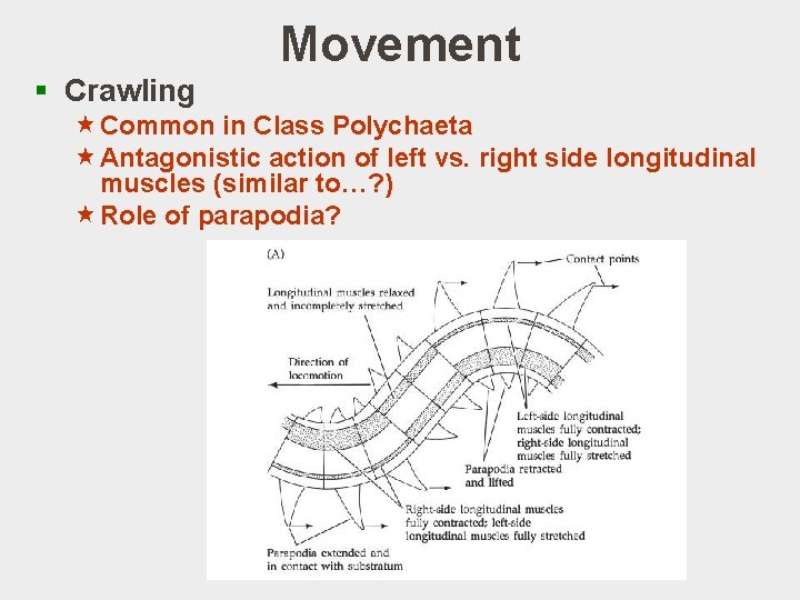 Movement § Crawling «Common in Class Polychaeta «Antagonistic action of left vs. right side