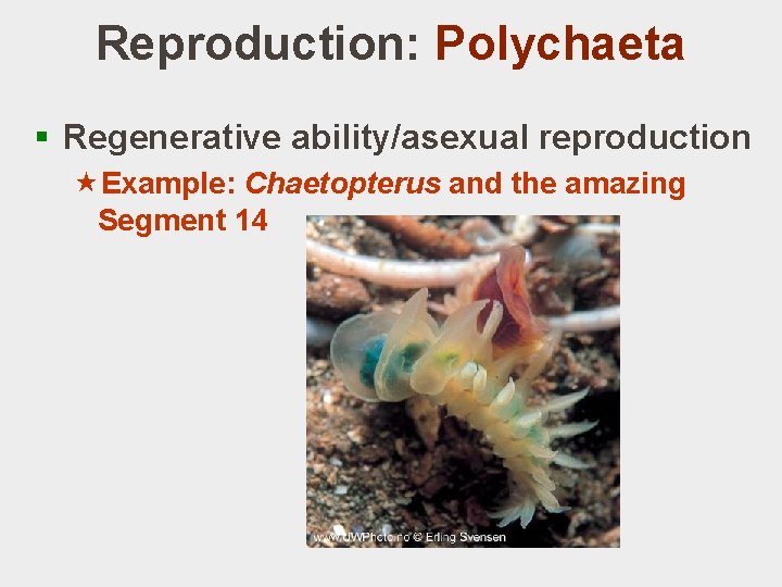 Reproduction: Polychaeta § Regenerative ability/asexual reproduction «Example: Chaetopterus and the amazing Segment 14 