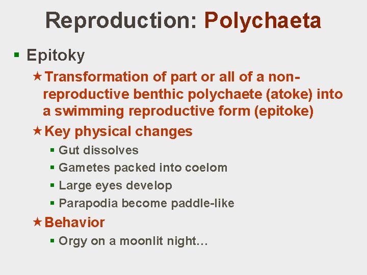 Reproduction: Polychaeta § Epitoky «Transformation of part or all of a nonreproductive benthic polychaete