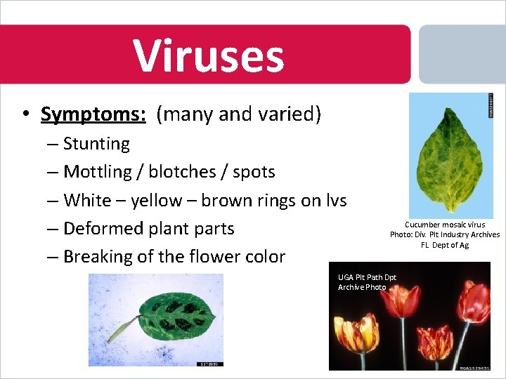 Viruses • Symptoms: (many and varied) – Stunting – Mottling / blotches / spots