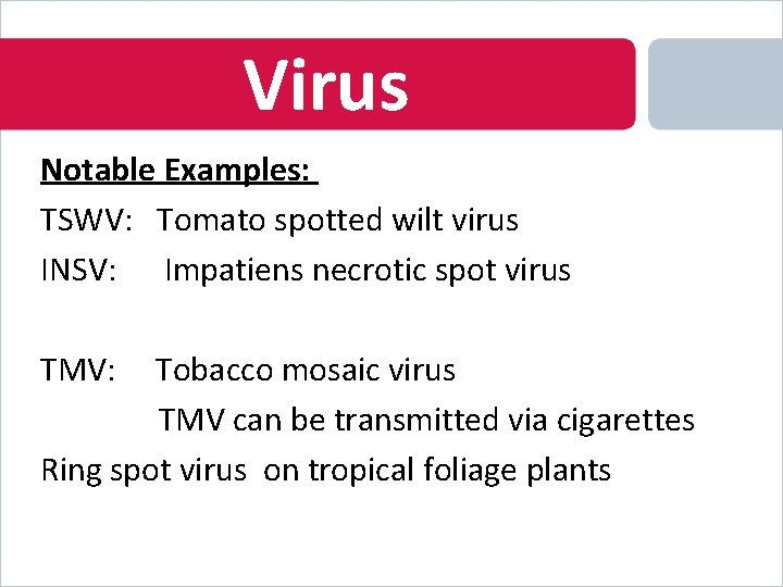 Virus Notable Examples: TSWV: Tomato spotted wilt virus INSV: Impatiens necrotic spot virus TMV: