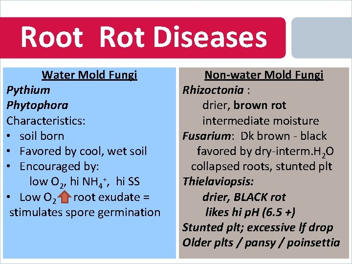 Root Rot Diseases Water Mold Fungi Pythium Phytophora Characteristics: • soil born • Favored