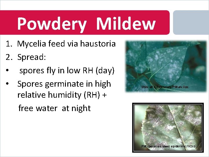 Powdery Mildew 1. 2. • • Mycelia feed via haustoria Spread: spores fly in