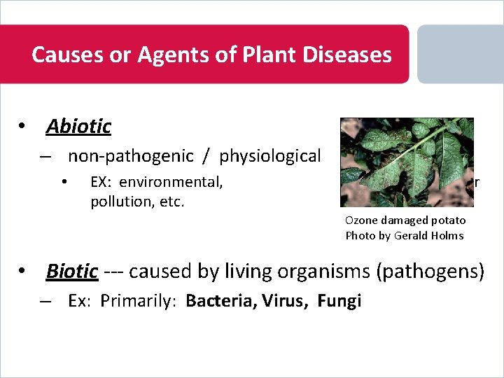 Causes or Agents of Plant Diseases • Abiotic – non-pathogenic / physiological • EX: