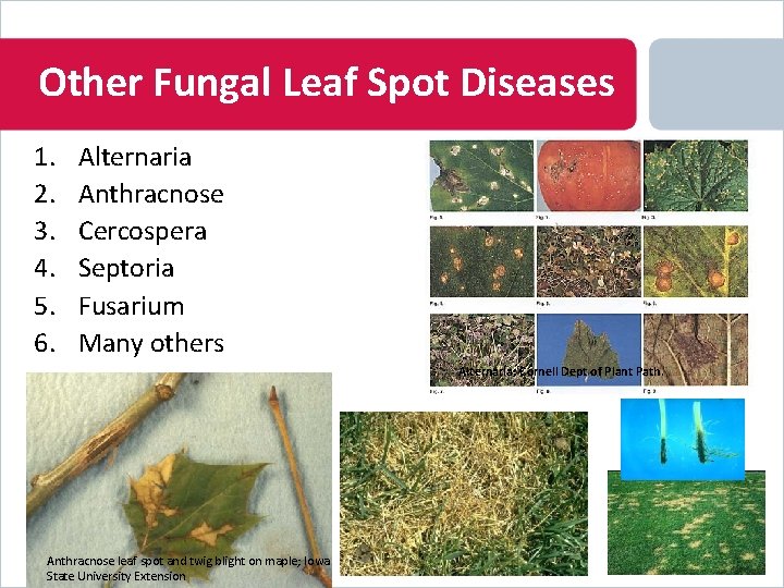 Other Fungal Leaf Spot Diseases 1. 2. 3. 4. 5. 6. Alternaria Anthracnose Cercospera