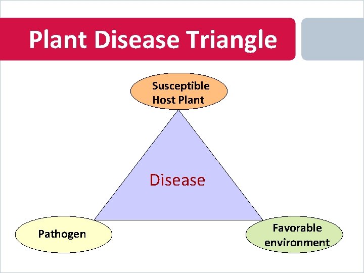 Plant Disease Triangle Susceptible Host Plant Disease Pathogen Favorable environment 