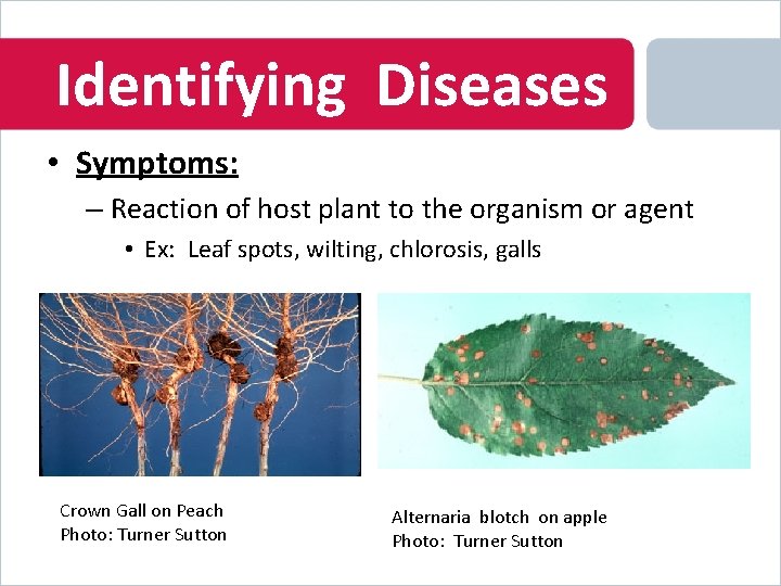 Identifying Diseases • Symptoms: – Reaction of host plant to the organism or agent