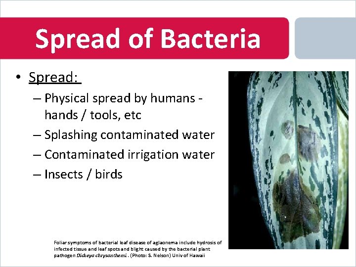Spread of Bacteria • Spread: – Physical spread by humans hands / tools, etc