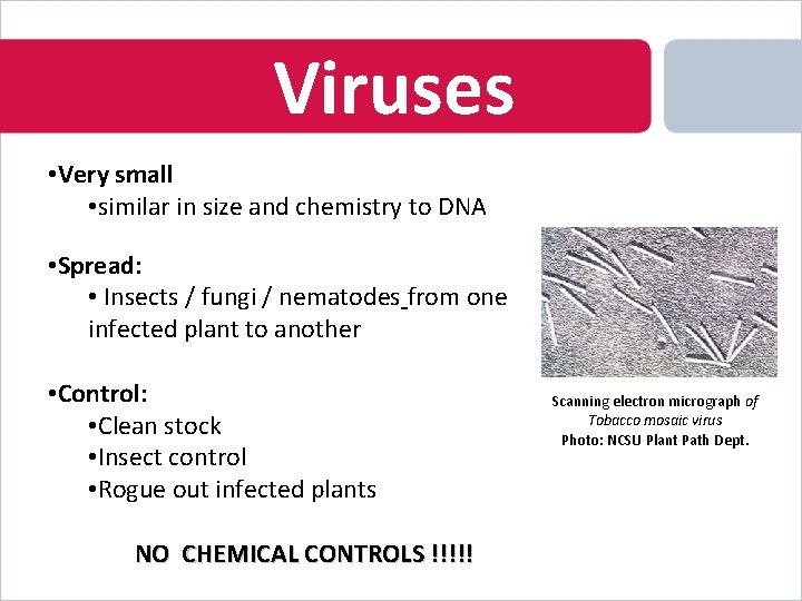 Viruses • Very small • similar in size and chemistry to DNA • Spread: