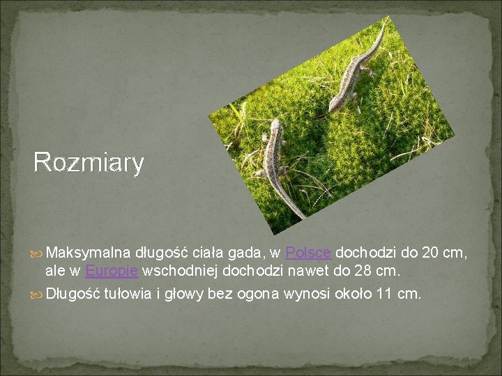 Rozmiary Maksymalna długość ciała gada, w Polsce dochodzi do 20 cm, ale w Europie