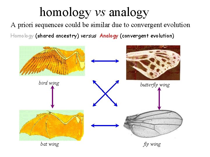 homology vs analogy A priori sequences could be similar due to convergent evolution Homology