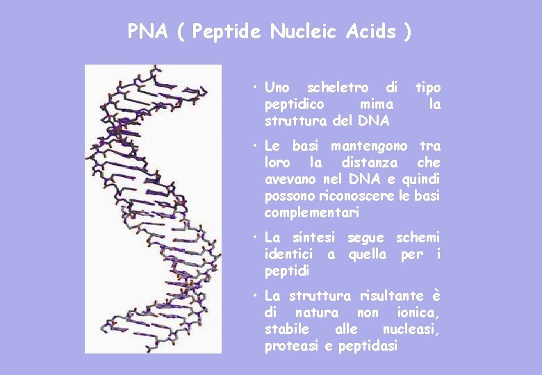 PNA ( Peptide Nucleic Acids ) • Uno scheletro di peptidico mima struttura del