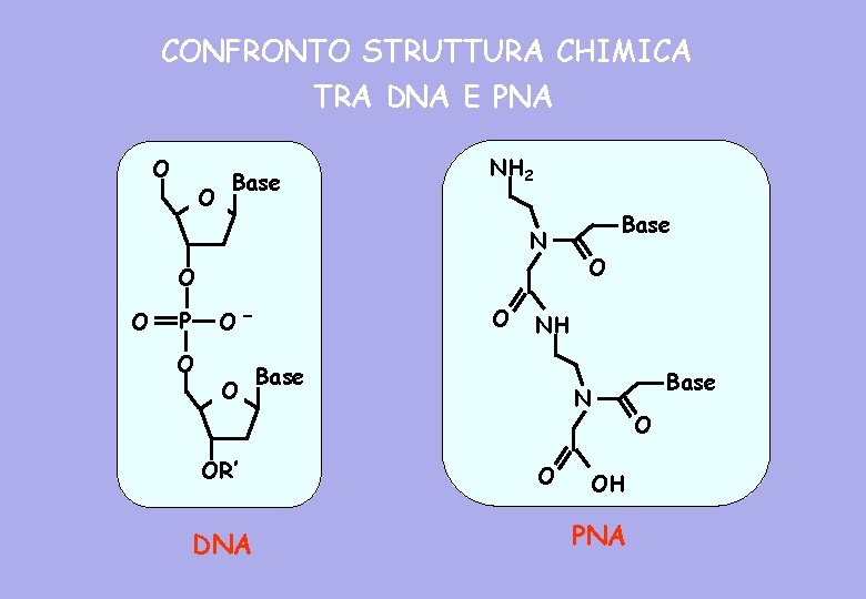 CONFRONTO STRUTTURA CHIMICA TRA DNA E PNA O O Base NH 2 N O