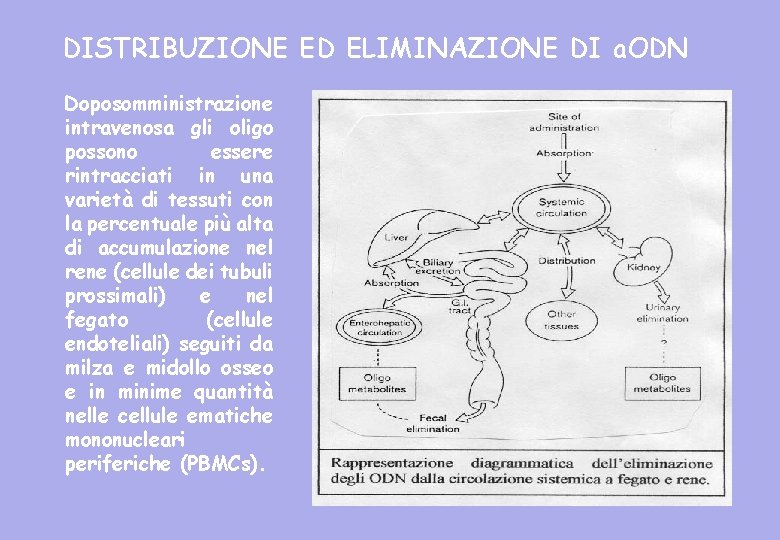 DISTRIBUZIONE ED ELIMINAZIONE DI a. ODN Doposomministrazione intravenosa gli oligo possono essere rintracciati in