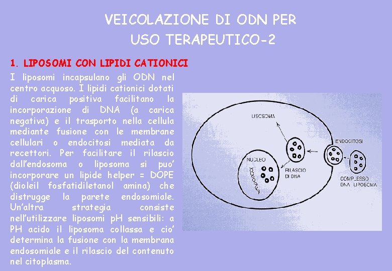 VEICOLAZIONE DI ODN PER USO TERAPEUTICO-2 1. LIPOSOMI CON LIPIDI CATIONICI I liposomi incapsulano