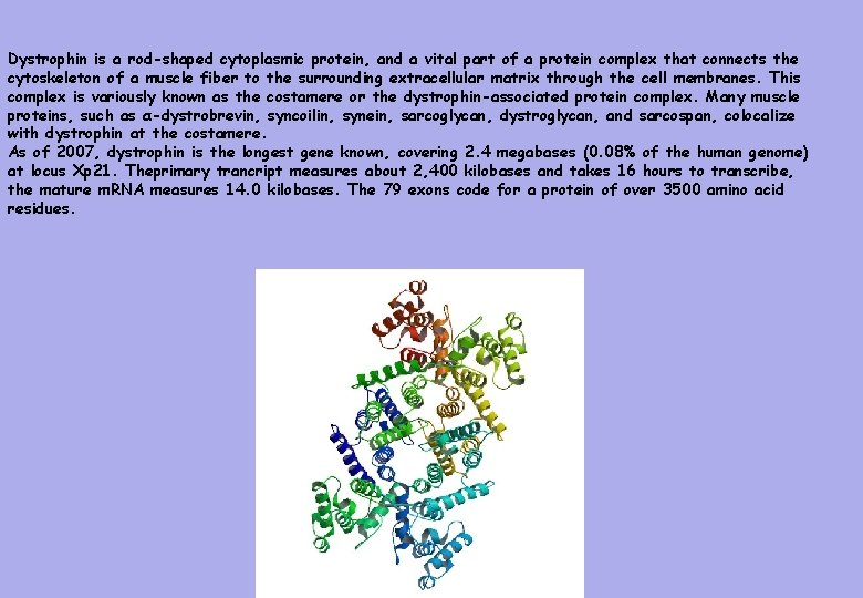 Dystrophin is a rod-shaped cytoplasmic protein, and a vital part of a protein complex