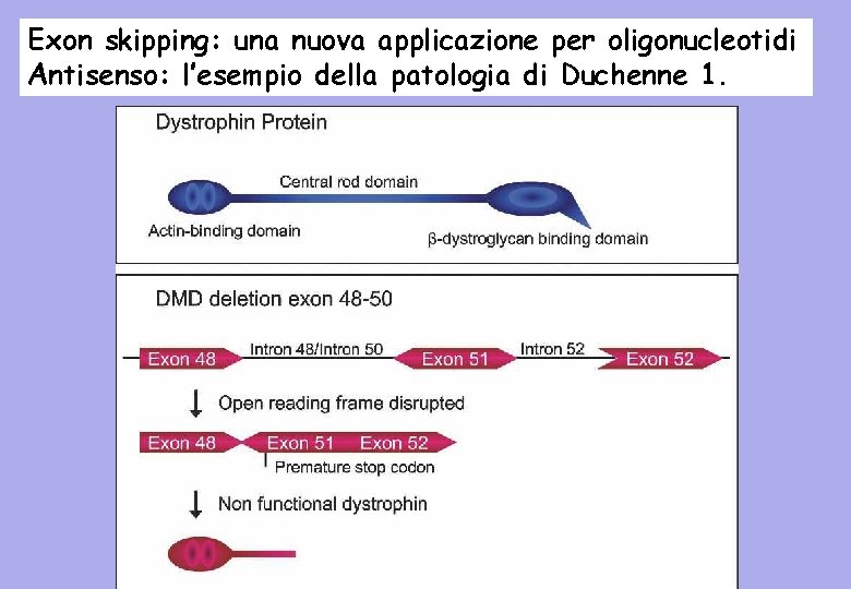 Exon skipping: una nuova applicazione per oligonucleotidi Antisenso: l’esempio della patologia di Duchenne 1.