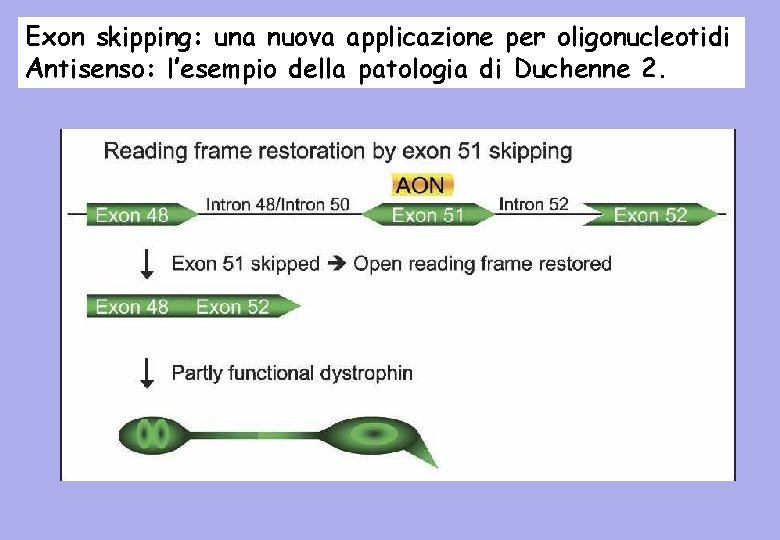 Exon skipping: una nuova applicazione per oligonucleotidi Antisenso: l’esempio della patologia di Duchenne 2.