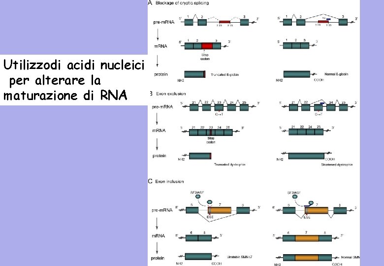 Utilizzodi acidi nucleici per alterare la maturazione di RNA 