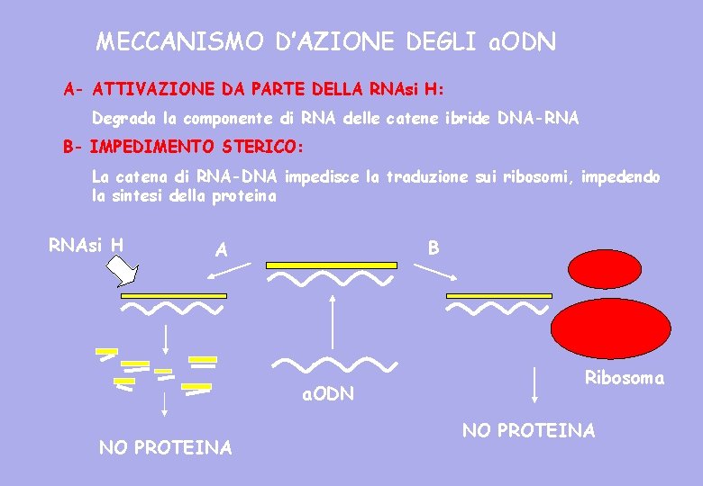 MECCANISMO D’AZIONE DEGLI a. ODN A- ATTIVAZIONE DA PARTE DELLA RNAsi H: Degrada la