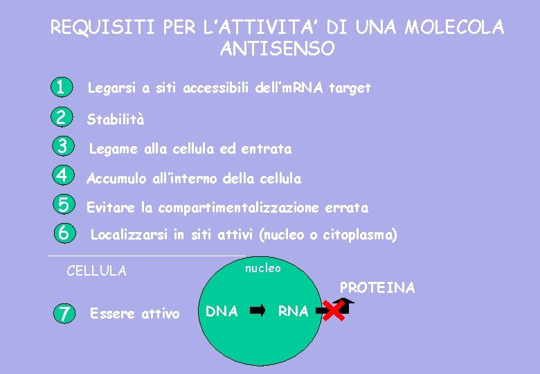 REQUISITI PER L’ATTIVITA’ DI UNA MOLECOLA ANTISENSO 1 Legarsi a siti accessibili dell’m. RNA