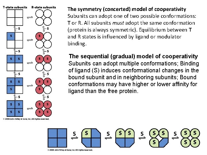 The symmetry (concerted) model of cooperativity Subunits can adopt one of two possible conformations: