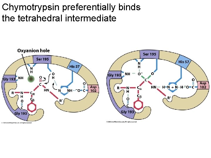 Chymotrypsin preferentially binds the tetrahedral intermediate 