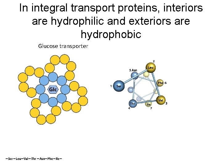 In integral transport proteins, interiors are hydrophilic and exteriors are hydrophobic Glucose transporter 