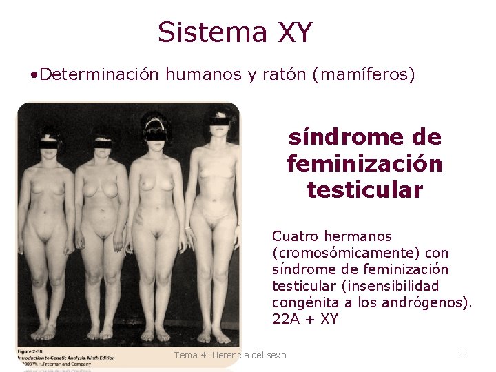 Sistema XY • Determinación humanos y ratón (mamíferos) síndrome de feminización testicular Cuatro hermanos