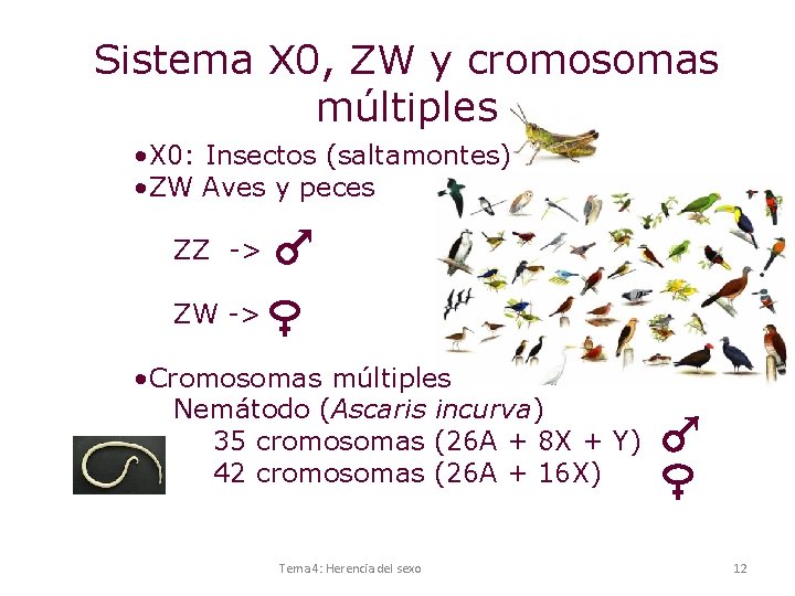 Sistema X 0, ZW y cromosomas múltiples • X 0: Insectos (saltamontes) • ZW