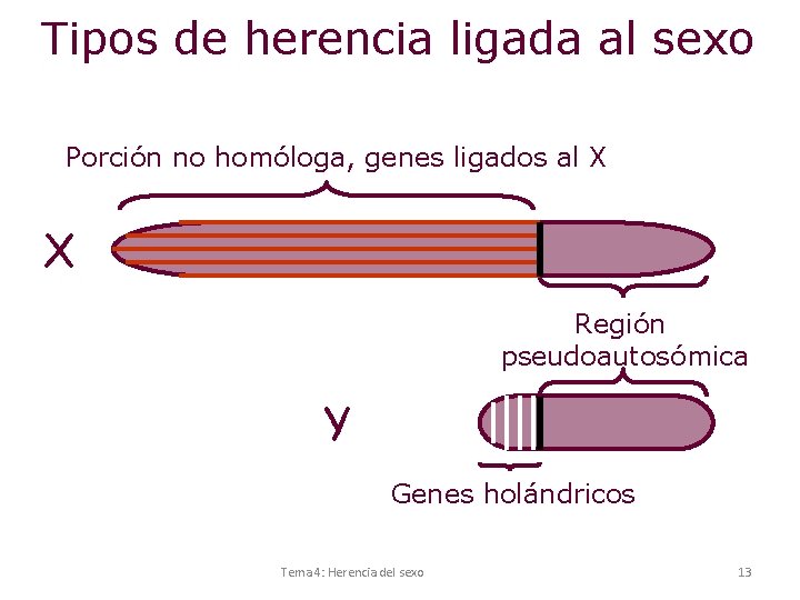 Tipos de herencia ligada al sexo Porción no homóloga, genes ligados al X X
