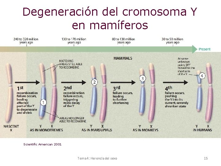 Degeneración del cromosoma Y en mamíferos Scientific American 2001 Tema 4: Herencia del sexo