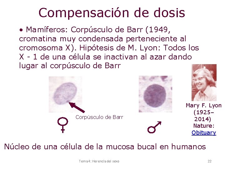 Compensación de dosis • Mamíferos: Corpúsculo de Barr (1949, cromatina muy condensada perteneciente al