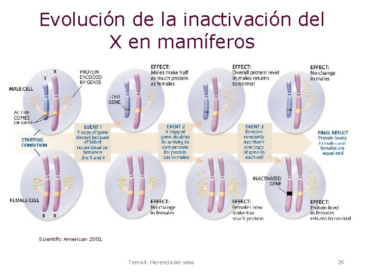 Evolución de la inactivación del X en mamíferos Scientific American 2001 Tema 4: Herencia