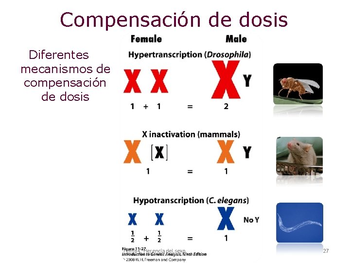 Compensación de dosis Diferentes mecanismos de compensación de dosis Tema 4: Herencia del sexo