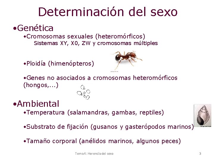 Determinación del sexo • Genética • Cromosomas sexuales (heteromórficos) Sistemas XY, X 0, ZW