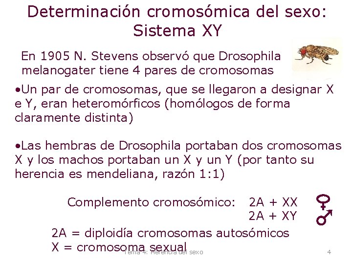 Determinación cromosómica del sexo: Sistema XY En 1905 N. Stevens observó que Drosophila melanogater