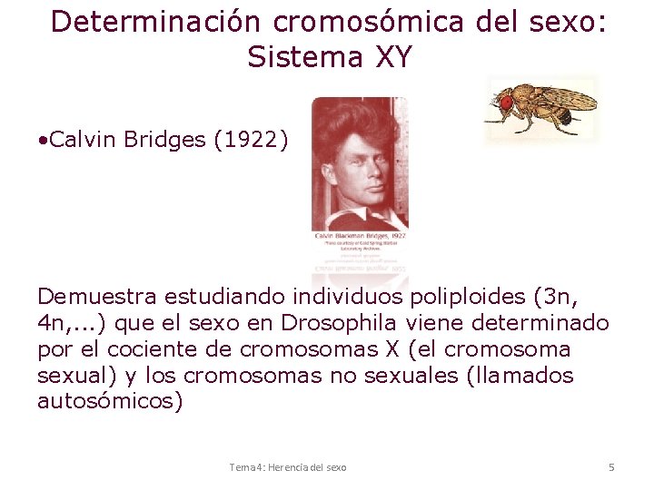 Determinación cromosómica del sexo: Sistema XY • Calvin Bridges (1922) Demuestra estudiando individuos poliploides