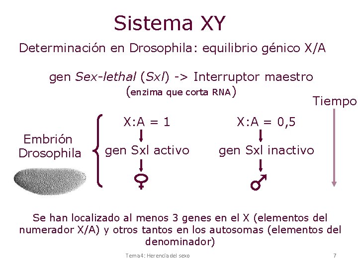 Sistema XY Determinación en Drosophila: equilibrio génico X/A gen Sex-lethal (Sxl) -> Interruptor maestro