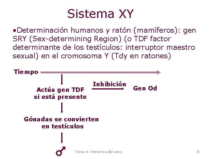 Sistema XY • Determinación humanos y ratón (mamíferos): gen SRY (Sex-determining Region) (o TDF