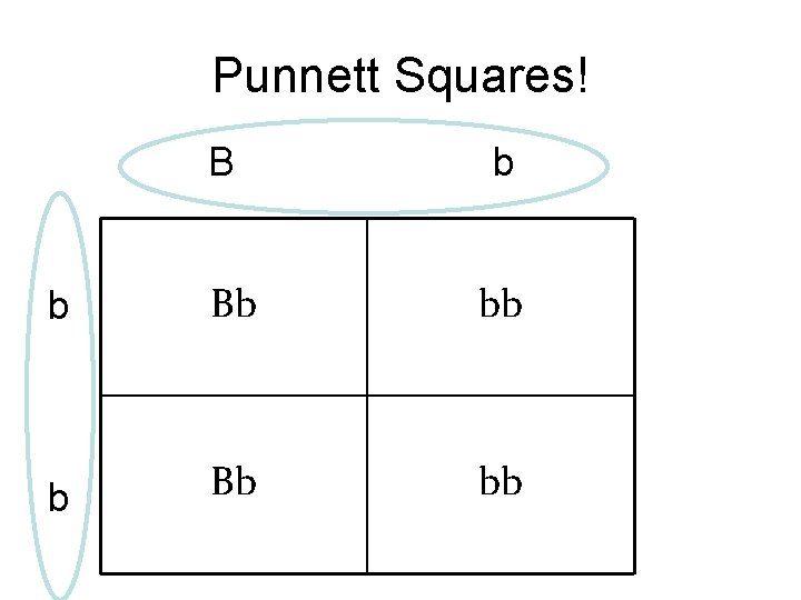 Punnett Squares! B b b Bb bb 