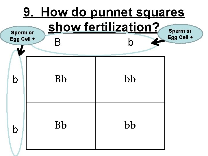 9. How do punnet squares show fertilization? Sperm or Egg Cell + B b