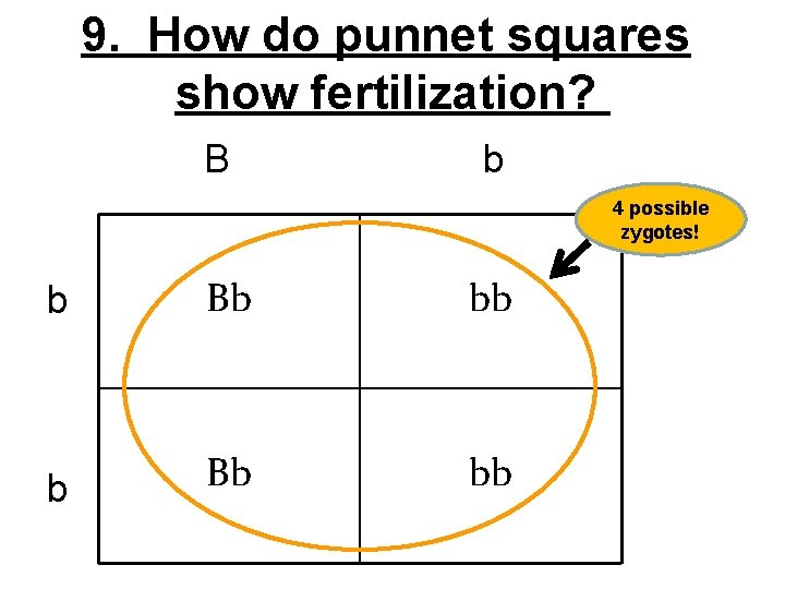 9. How do punnet squares show fertilization? B b 4 possible zygotes! b Bb