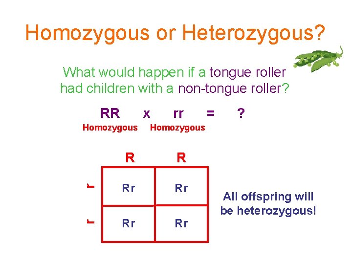 Homozygous or Heterozygous? What would happen if a tongue roller had children with a