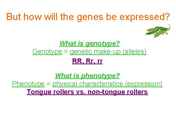 But how will the genes be expressed? What is genotype? Genotype = genetic make-up