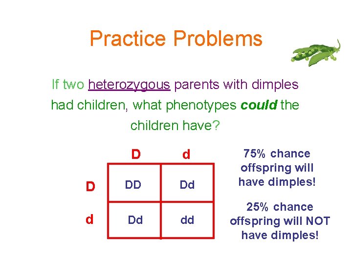 Practice Problems If two heterozygous parents with dimples had children, what phenotypes could the