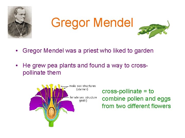 Gregor Mendel • Gregor Mendel was a priest who liked to garden • He