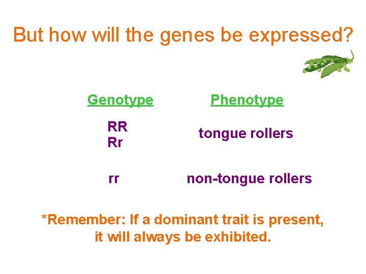 But how will the genes be expressed? Genotype Phenotype RR Rr tongue rollers rr