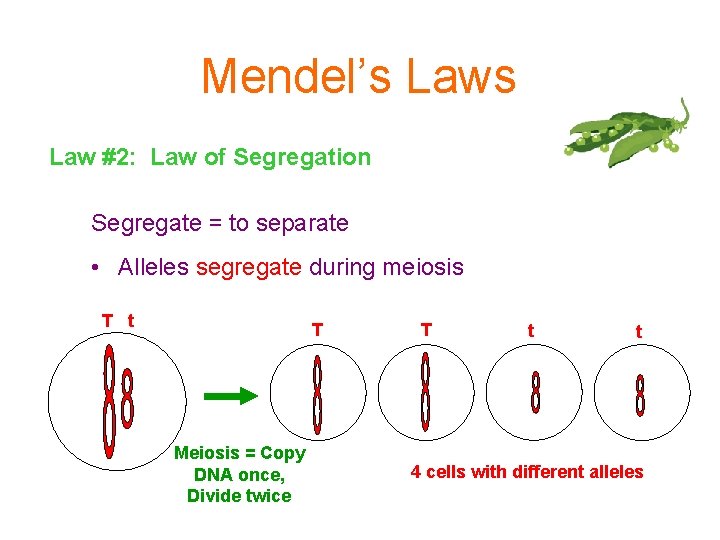 Mendel’s Law #2: Law of Segregation Segregate = to separate • Alleles segregate during