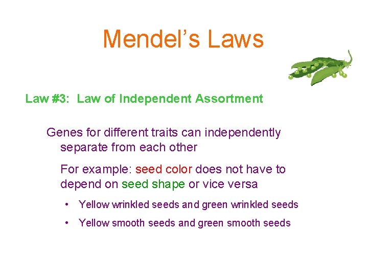 Mendel’s Law #3: Law of Independent Assortment Genes for different traits can independently separate